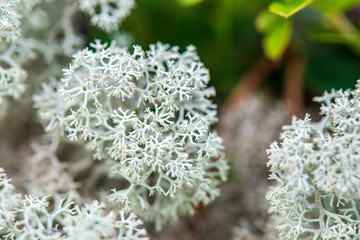 white moss growe in summer forest