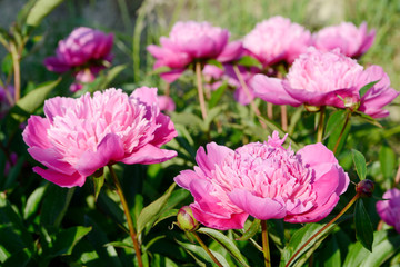 Pink double flowered Peonies  in the garden