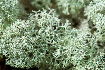 Fototapeta na wymiar white moss growe in summer forest