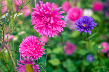 White and pink aster flowers at flowerbed