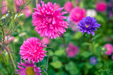 Obraz premium White and pink aster flowers at flowerbed