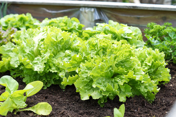 Raised-bed gardening with salad plants; vegetable organic food