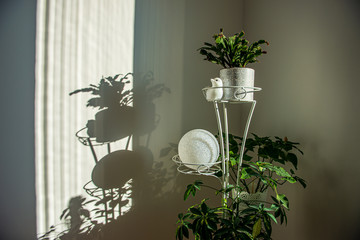 domestic plants inside apartment in bright white interior