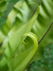 Close-up of green bird nest fern