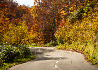 Hakkoda gold line the highway road number 109 in Aomori Prefecture during the fall trees along the road will gradually change the color according to the altitude of the area in travel concept.