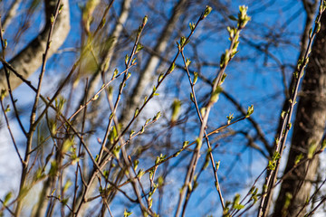spring tree branches against blue sky
