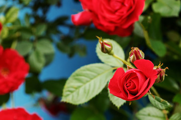 Red garden roses, closeup, summer floral background.
