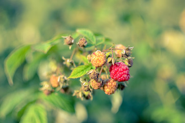 Raspberries growing organic berries closeup in fruit garden