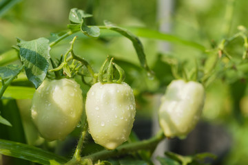 young fresh green tomato with drop of water