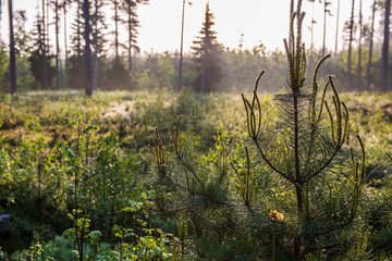 green foliage details with blur background