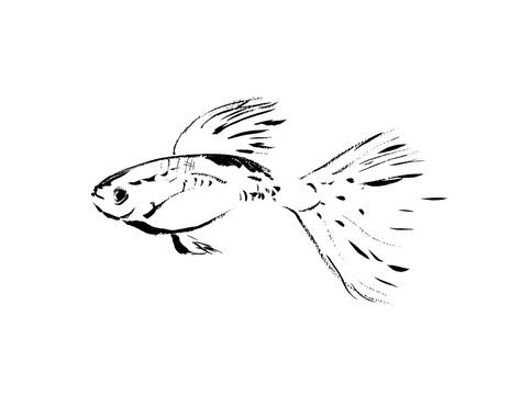 グッピー Images Browse 9 Stock Photos Vectors And Video Adobe Stock