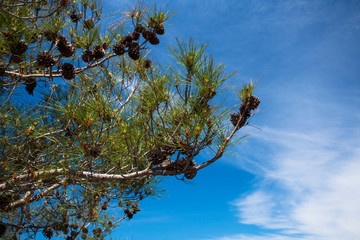 Spruce branches with cones. Alanya, Turkey