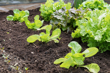 Raised-bed gardening with salad plants; vegetable organic food