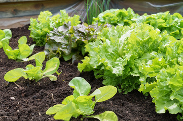 Raised-bed gardening with salad plants; vegetable organic food