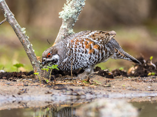 hazel grouse