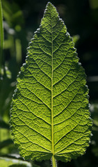 Green leaf in backlight