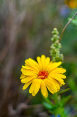 Yellow calendula flowers blooming, marigold flowers at garden