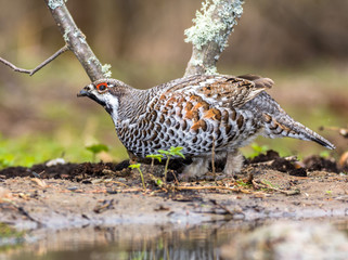 hazel grouse