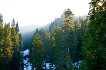 Forest at Mount Rainier National Park, Washington State, USA