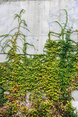 Beautiful ivy plants on the wall outdoors.