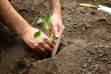 Man's hands planted a young plant of pepper in the ground. Planting pepper seedlings.