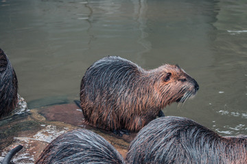 Beaver