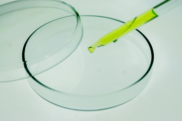 Pipettes take samples into the petri dish.