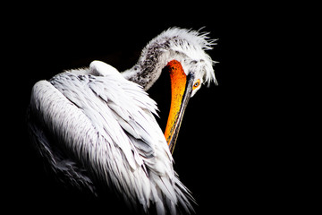 - pelecanus crispus -