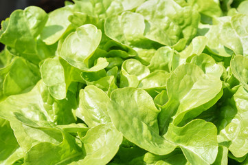 Raised-bed gardening with salad plants; vegetable organic food