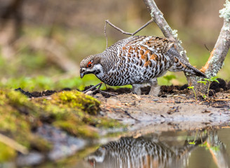 hazel grouse