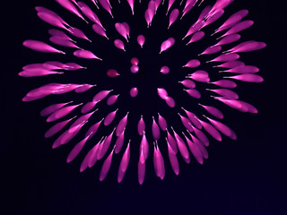 花火　グラフィック素材　紫色