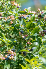 Beginning ripe blueberry fruit, on the branch