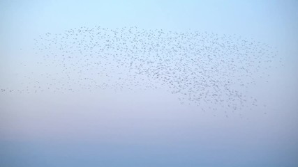Flock of 20,000 Golden Plover Birds with spectacular massing prior to roosting in the Humber Estuary.  Flight paths shown bathed in late evening golden hour light.