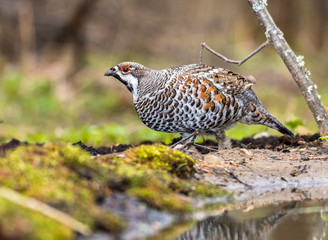 Fototapeta premium hazel grouse