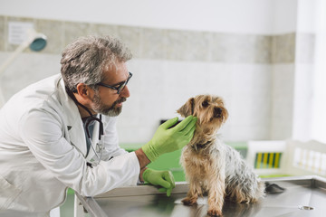 veterinarian examines the dog at the veterinary clinic