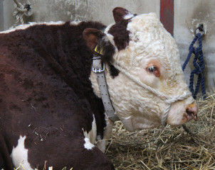 Fototapeta premium The Head of a Large Powerful Hereford Bull Animal.