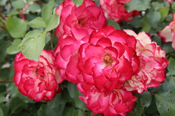  Roses. artist-worthy brushes