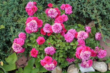  Garden filled with roses