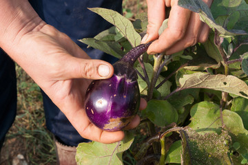 raccolta di melanzane