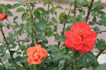  Salmon roses on a bush