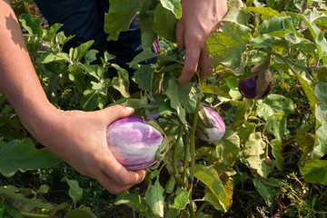 raccolta di melanzane