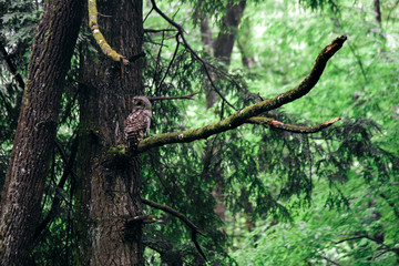 Owl at Elkmont in Great Smoky Mountains National Park in Tennessee