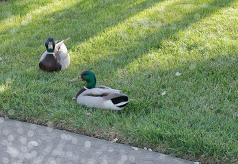 Pet ducks cooling off on the grass