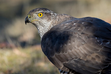 Northern goshawk, Accipiter gentilis, portrait. Spain