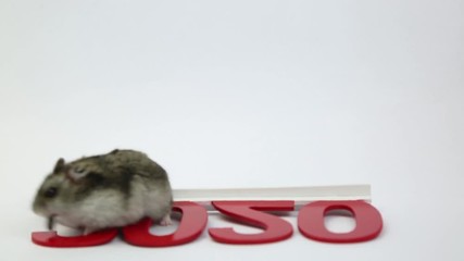 The white mouse is the symbol of the coming year 2020.  A gray rodent rat eats seeds near the numbers 2020. Home hamster on a white background.
