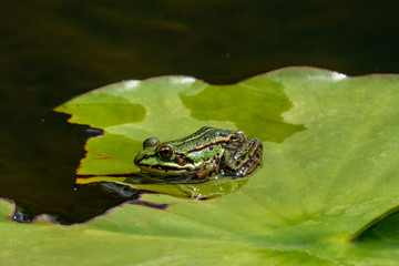 Rana esculenta-  common water frog sunbathing in a lake