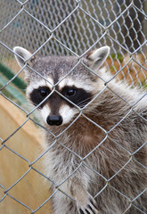 raccoon 