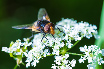The macro shot of the beautiful fly eating nectar on the flowers among the grass in the sunny summer or spring weather