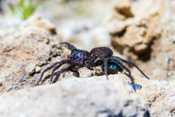 The macro shot of the small beautiful spider on the soil and sand in the sunny summer or spring day