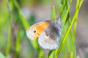 The macro shot of the beautiful orange butterfly on the little green grass branch in the warm sunny summer or spring weather